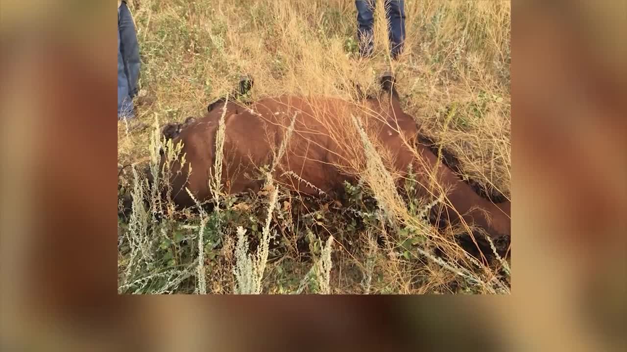 Man charged for Roosevelt Co. horse deaths