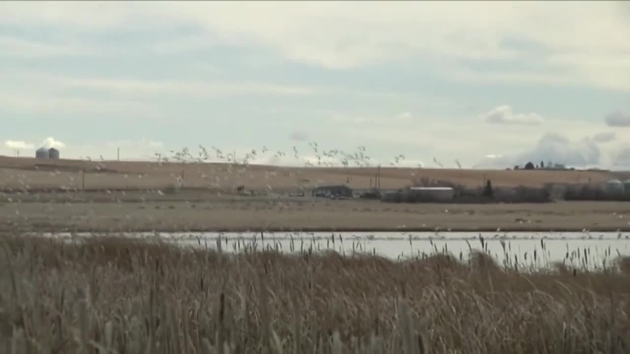 Freezeout Lake: It’s for the birds